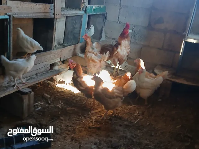 دجاج للبيع