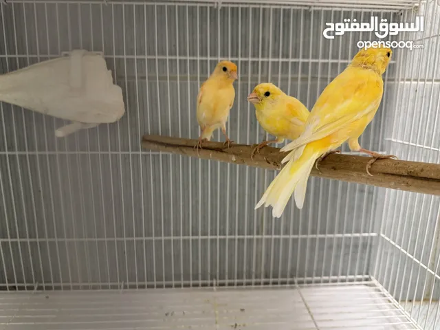 3 ذكور كناري + زوج بادجي + 4 فروخ بادجي 3 canaries male + budgie pair+ budgie chicks