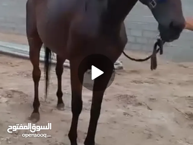 للبيع خيول