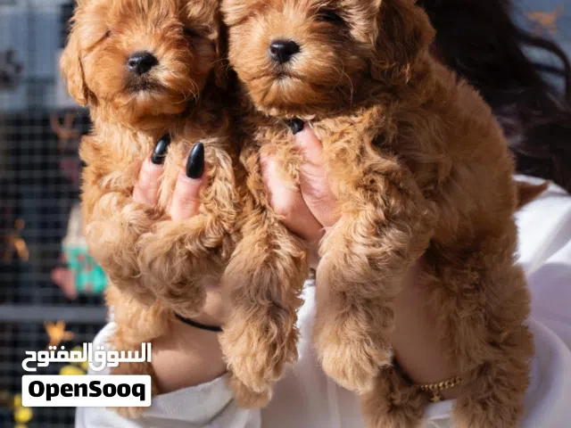 توي بودل..شيتزو..بلجم ..سلالات كلاب وجراء متنوعه ومميزه من بت زون سنتر باسعار مغريه شامله اللقاحات