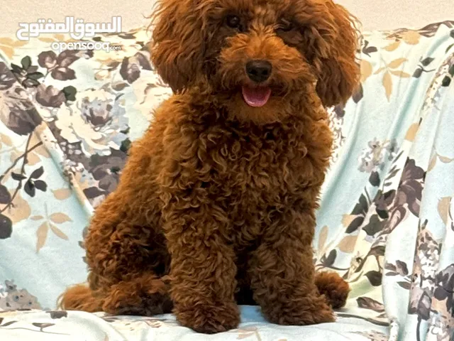 Red Toy Pooddle Male