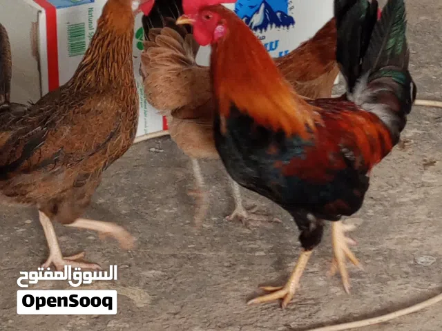 دجاج عرب اكويتي سيافي