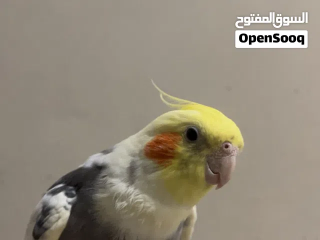 كروان كوكتيل ( بايد ) اليف شرط النظافة والصحة