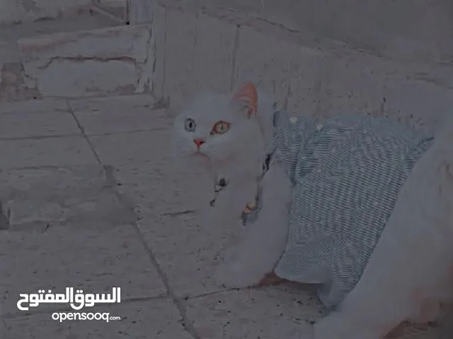 قطه شيرازي للبيع
