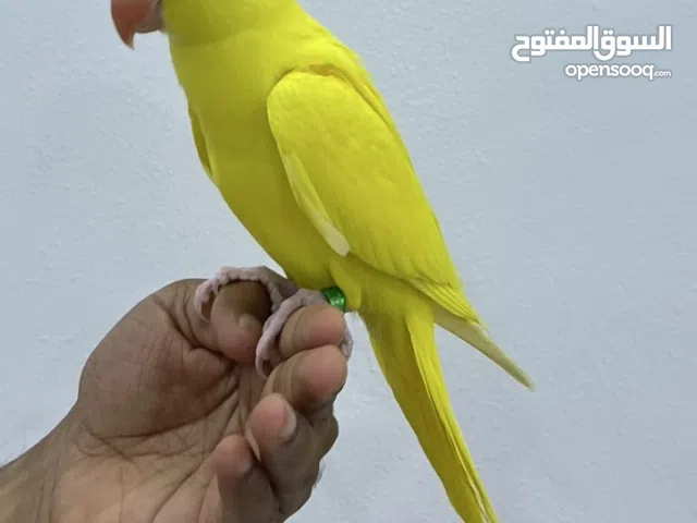 للبيع متو أصفر أليف من غير عض يصلح للاطفال .. الطير جناح كامل