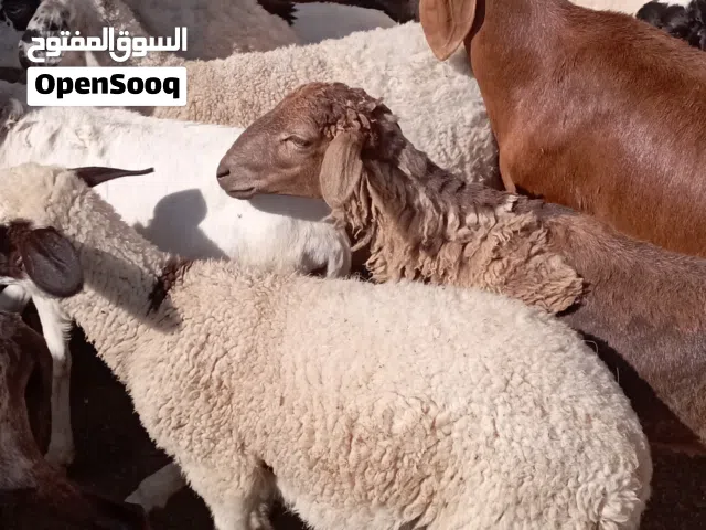 للبيع جمله
