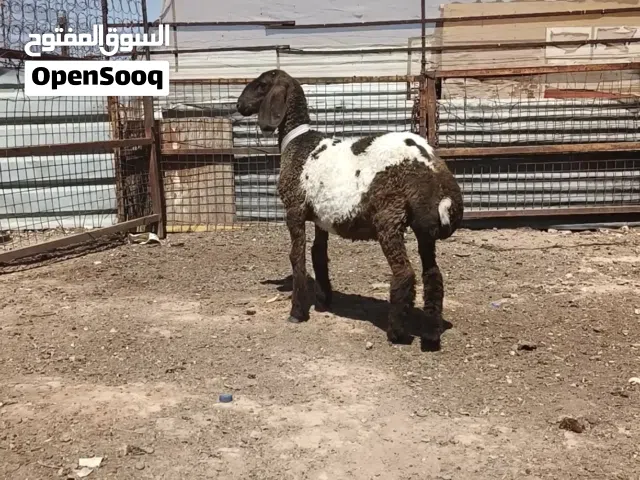 عبور مقنوي صقريه