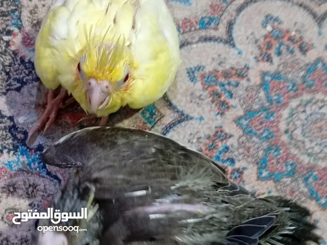 كوكتيل افراخ زق للبيع حبشيات وصفر عراقيات مآل محمية السعر والعنوان أقرأ الوصف