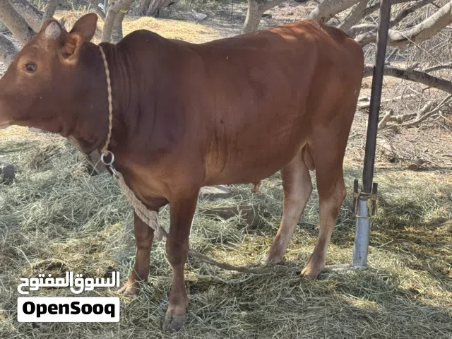 للبيع ثور عماني مطعوم العمر سنتين