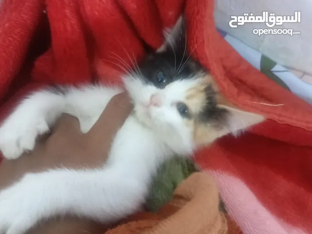 قطط للتبني نوعيه بيرشن