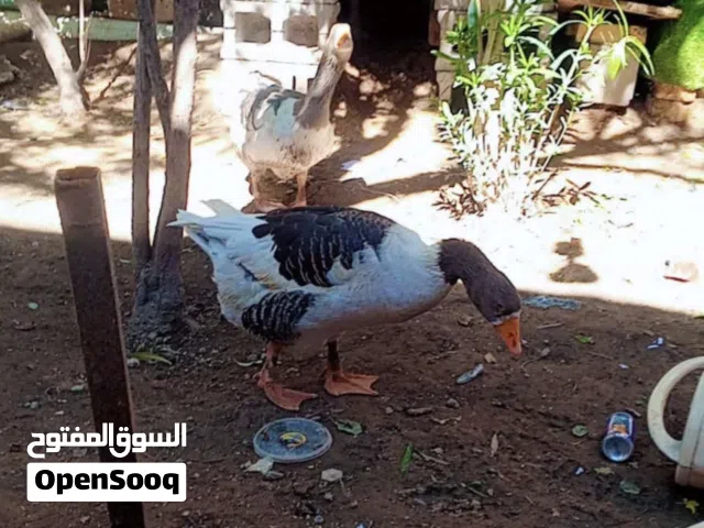 نثيه مال بط البيع