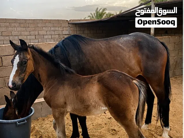 فلو مشاء الله ربي يبارك
