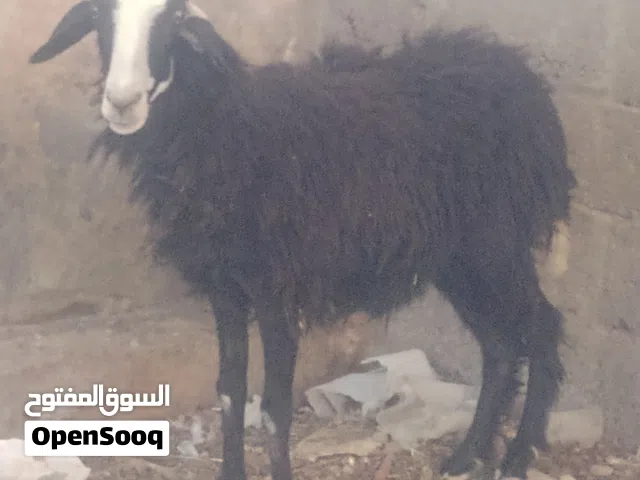 للبيع جاعده تهجين نجدي عماني