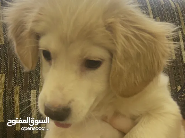 للبيع جرو مهجن من سلالات جميلة كوكل سبانييل كولدن ريتريفر عمره 5 اشهر