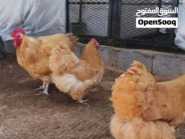 سلام عليكم اقرأ الوصف