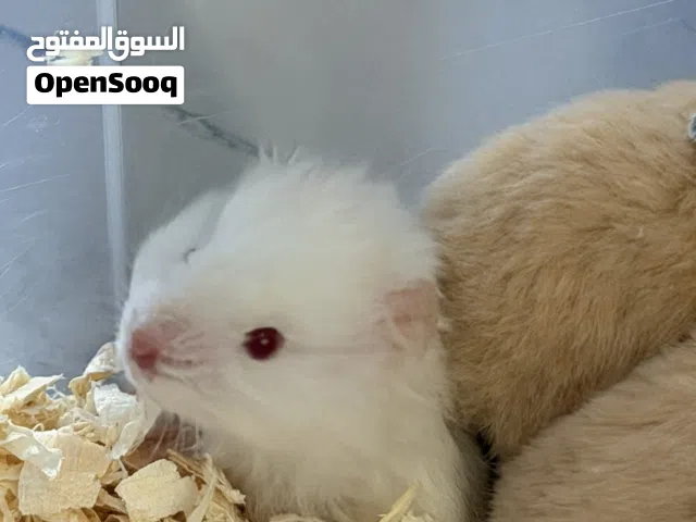 Syrian Hamsters 1 month old (mixed color)
