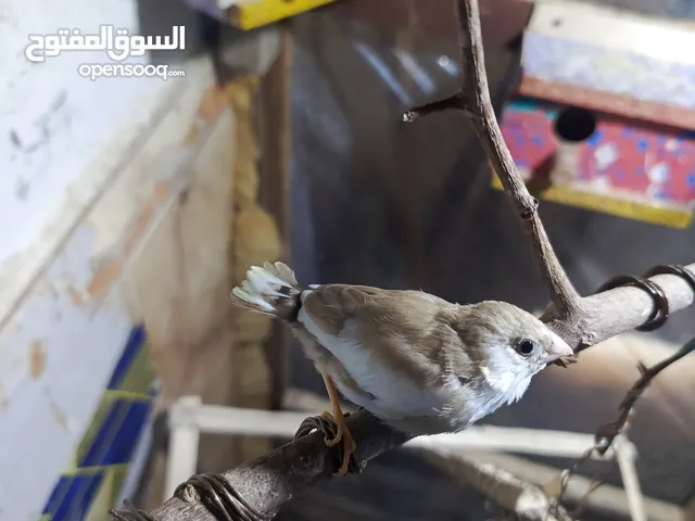 العادي فقط سعر