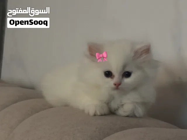 للبيع 2 كيتن توأم