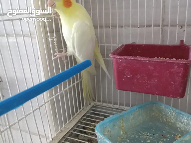مطلوب فرخ كوكتيل