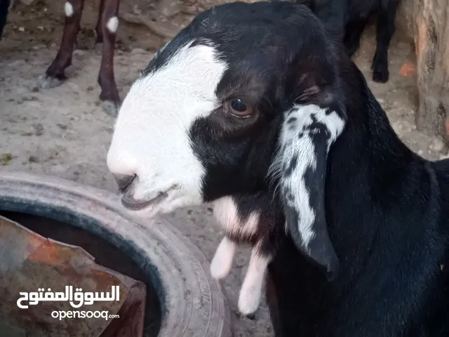 متاح جدي بلدي