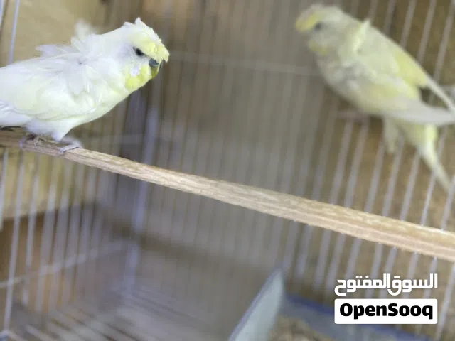 متاح زوج هاجرمو شكريات عيون حمر محملات بيض هستوني عزلت فرخاتهن