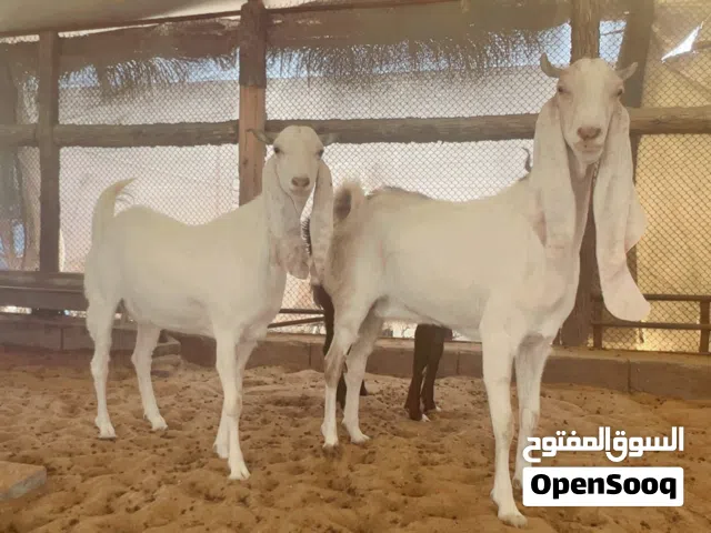 ماعز باكستاني بنجابي