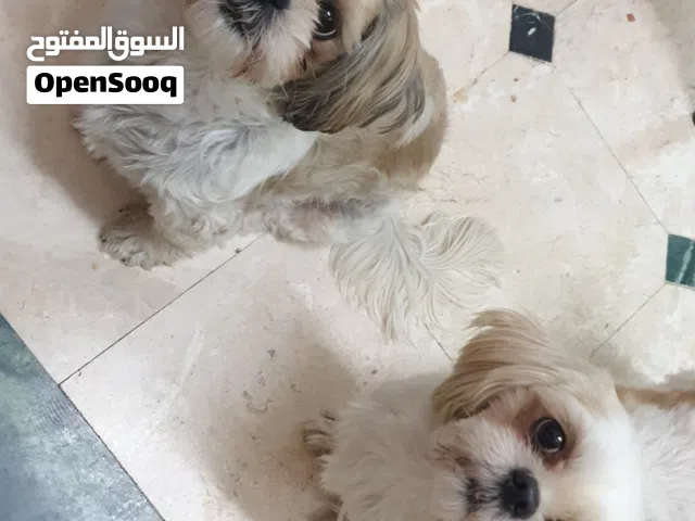 انثي شيزو للبيع