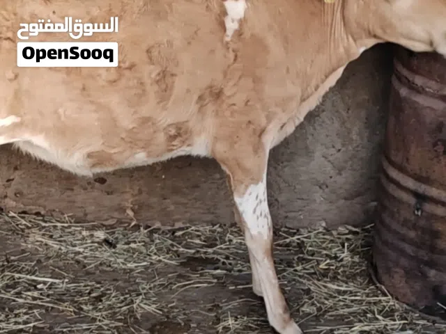 للبيع عجله جيرسيه أصل بيور وينه الي يريد الزين