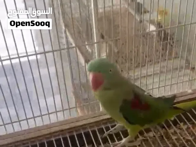 بغباء شبه اليف منتج  سببب لبيع عدم تفريغ له متكلم