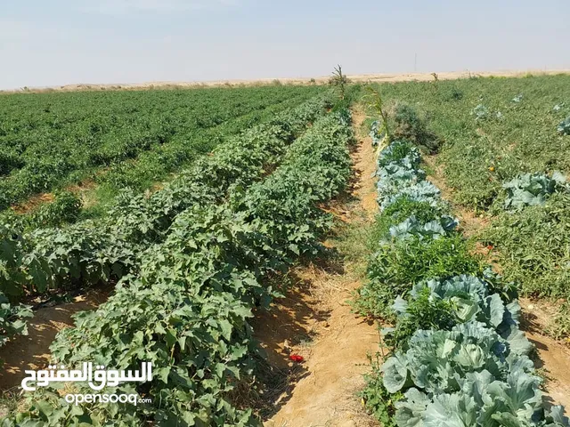 Farm Land for Sale in Cairo First Settlement
