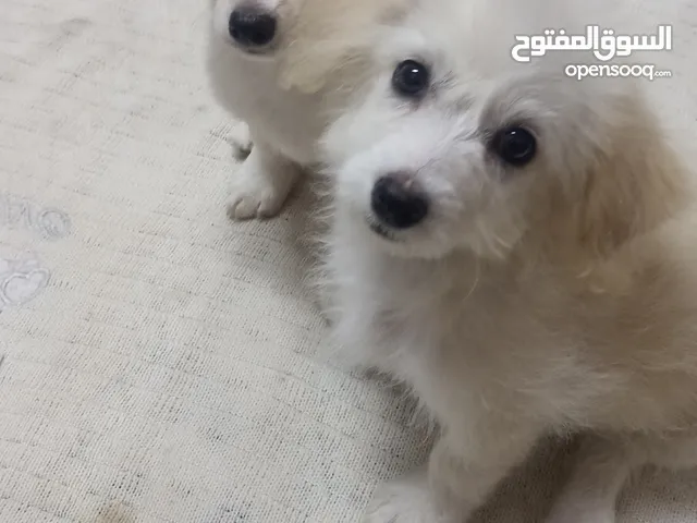 فرنش تيرير بيور  اناثي 2