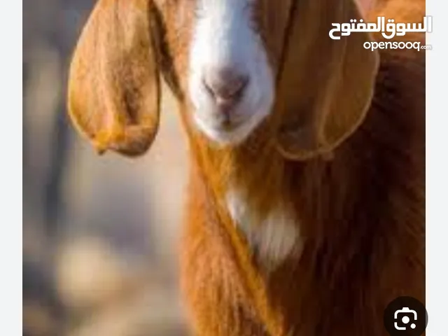 حليب معزا طازج