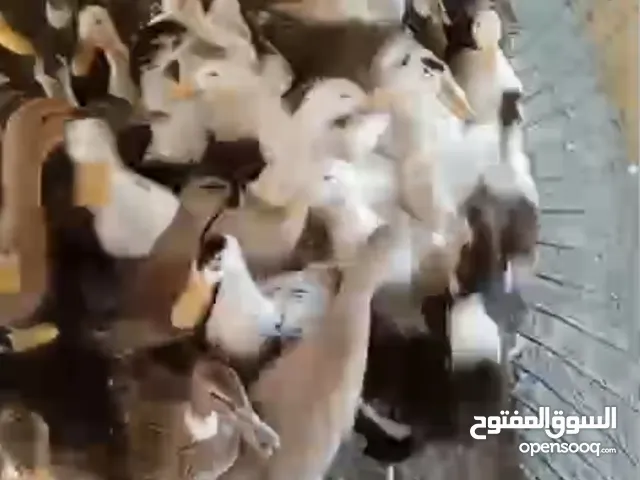 بط محلي للبيع