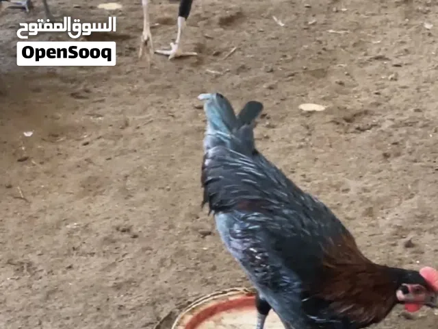 دجاج عماني دياكا حجم كبير 2.500 عمر 11 شهر + سمان سوبر جومبو 3 حبات 1 ريال