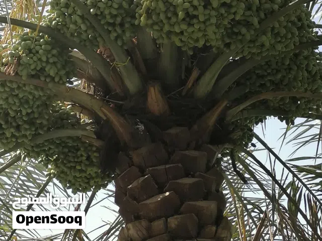 نخيل نَوع خلاص لطنا