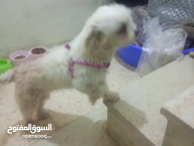 جوز مالتيز بيور بي الصلاة على زي ما أنتو شايفين بي عينكم عبارة عن كلاب مقزمة وانتجو قبل هيك مرة وحدة