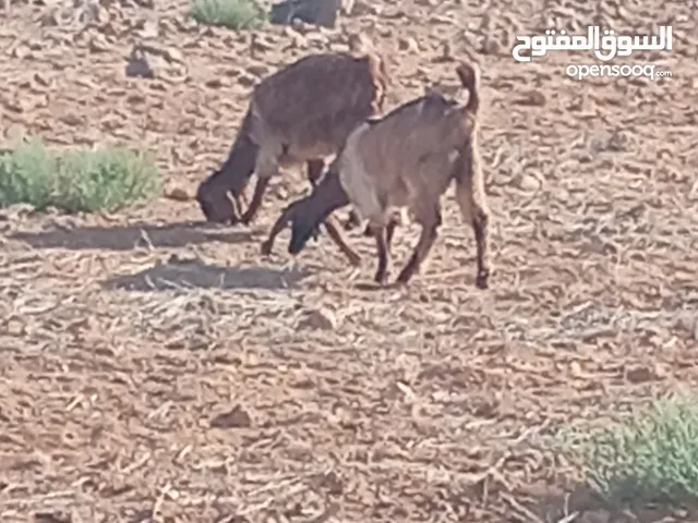 جدي وشكر للبيع العمر ست أشهر ونص