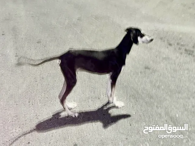 جرو سلوقي عربي