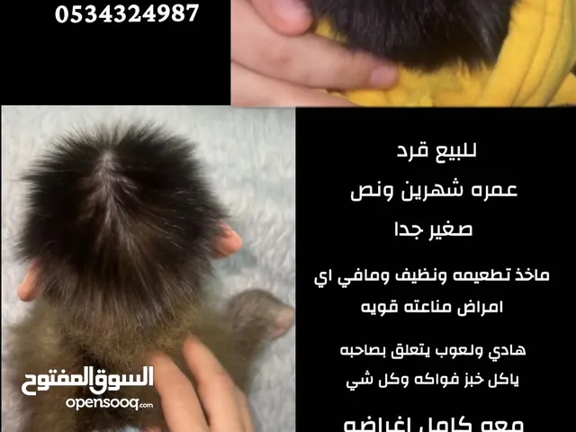 قر د صغير للبيع