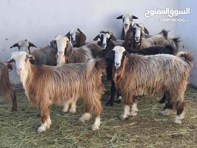 غنم من حلال بني سعيد اغلبهن عشرات وما يبعد عن يولدن وشي سمان ذبايح السعر 58 ف الرأس بالجمله