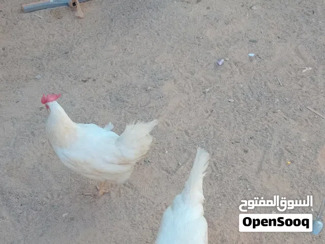 للبيع معا بعض 5 اطروف