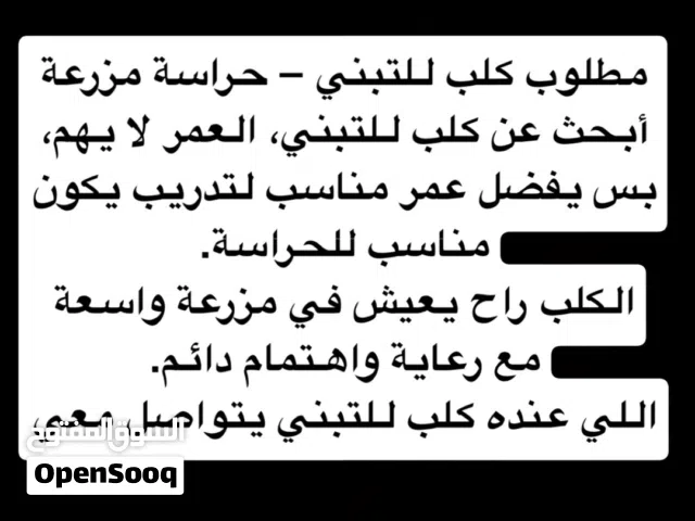 مطلوب كلب للتبني