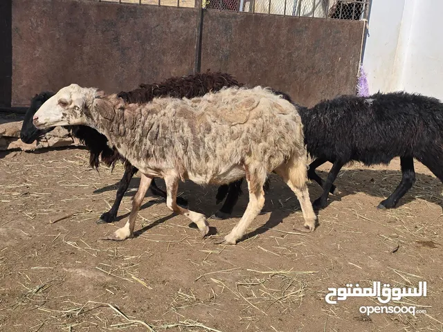 جعد عمانيات اصل عشرات ما شاء الله عليهن ع 58 ف الرأس بالجمله وتنقي ع حسب الاختيار