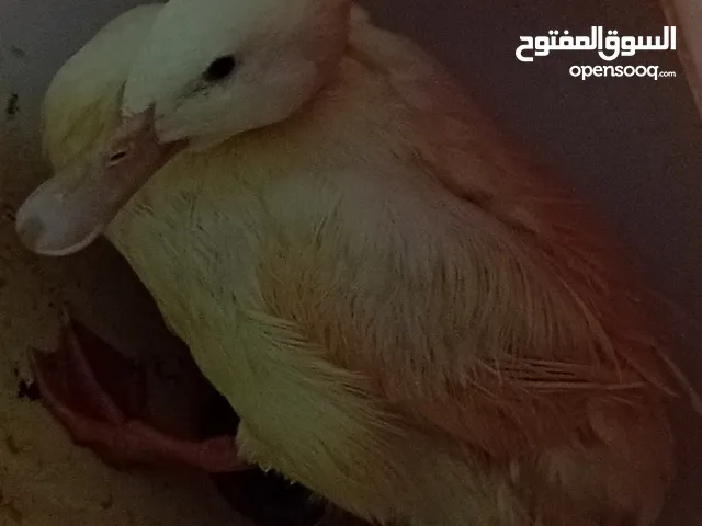 بطة جميلة هادئة للبيع المستعجل