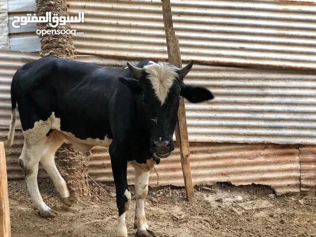 عجول نوعيه حلوه وسمان