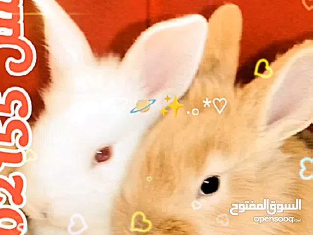 ارانب زينه في حلوان كلمني واتس عشان مش بشوف اشعار البرنامج ده