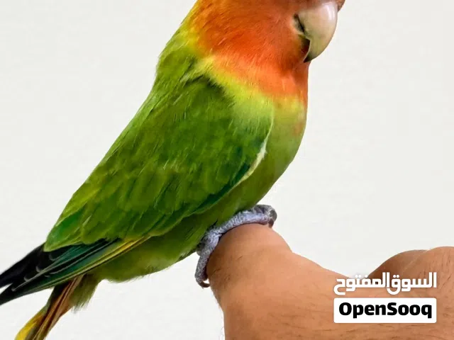 للبيع Love bird اخضر