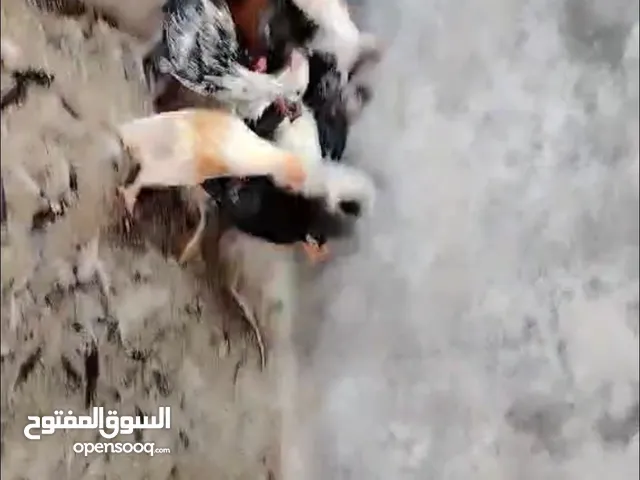 جاج بلدي للبيع