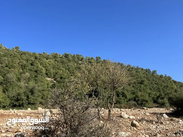 Farm Land for Sale in Ajloun A'anjara
