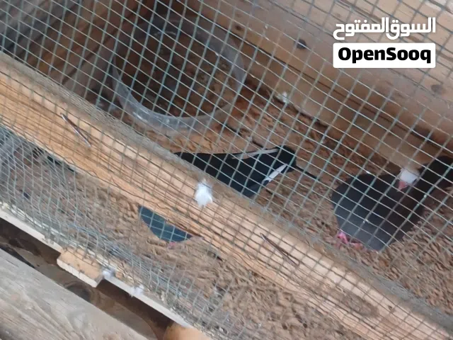 عيدكم مبارك وكل عام وانتم بخير  حمام للبيع جملة